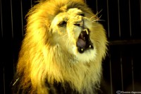 /album/animaux/fauves-5-jpg/